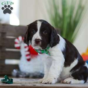 Finn, English Springer Spaniel Puppy