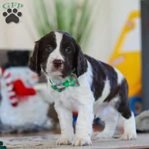 Finn, English Springer Spaniel Puppy