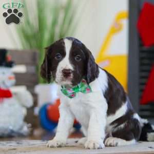 Finn, English Springer Spaniel Puppy