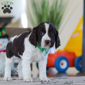 Finn, English Springer Spaniel Puppy