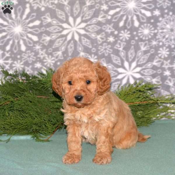 Finn-F1BB, Mini Goldendoodle Puppy