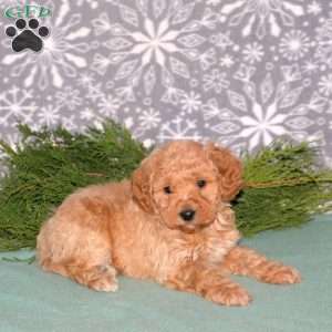 Finn-F1BB, Mini Goldendoodle Puppy