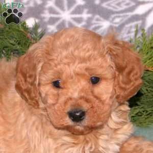 Finn-F1BB, Mini Goldendoodle Puppy