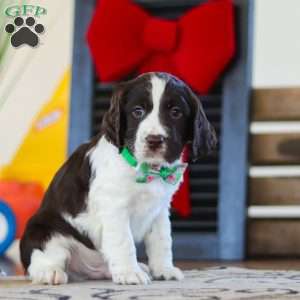 Finn, English Springer Spaniel Puppy