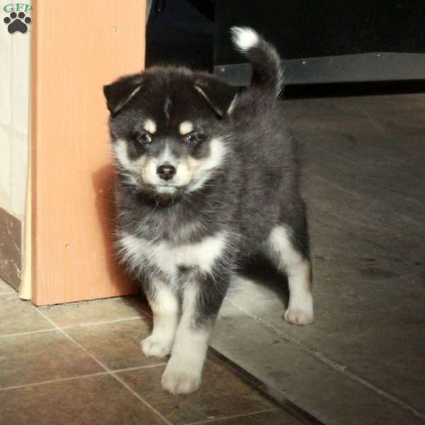 Finnick, Pomsky Puppy