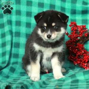 Finnick, Pomsky Puppy