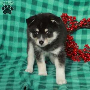 Finnick, Pomsky Puppy