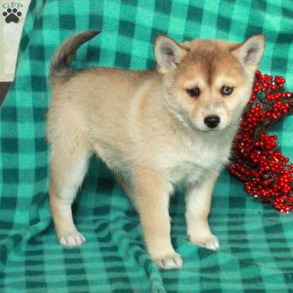 Fiona, Pomsky Puppy