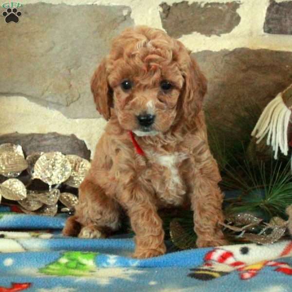 Fiona, Mini Goldendoodle Puppy