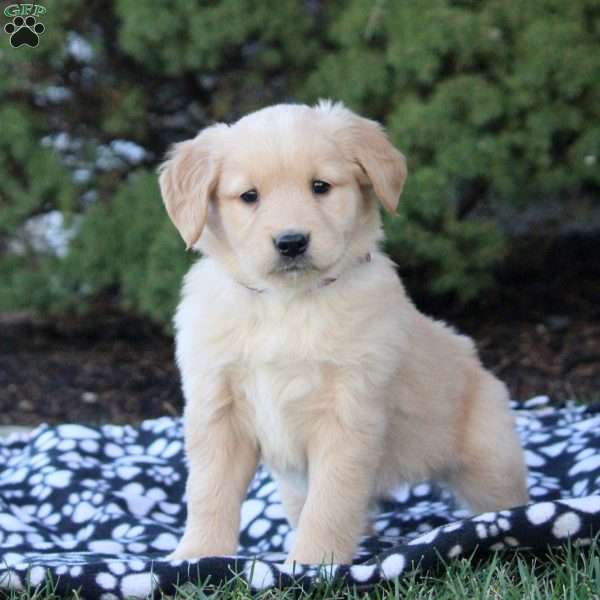 Fiona, Golden Retriever Puppy