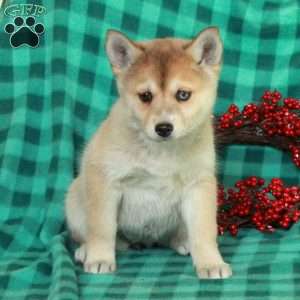 Fiona, Pomsky Puppy