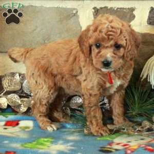 Fiona, Mini Goldendoodle Puppy