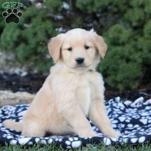 Fiona, Golden Retriever Puppy