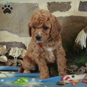 Fiona, Mini Goldendoodle Puppy