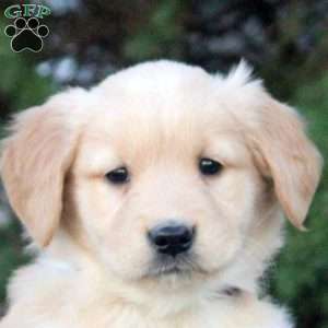 Fiona, Golden Retriever Puppy