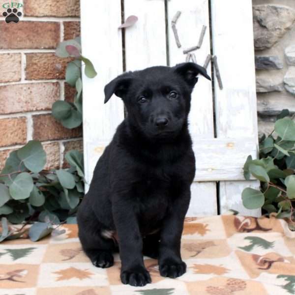 Fiona, German Shepherd Puppy