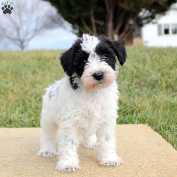 Fiona, Mini Schnoodle Puppy