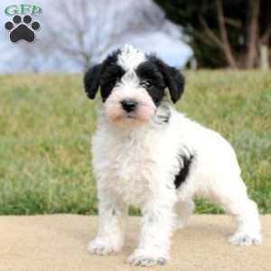 Fiona, Mini Schnoodle Puppy