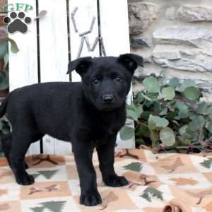 Fiona, German Shepherd Puppy