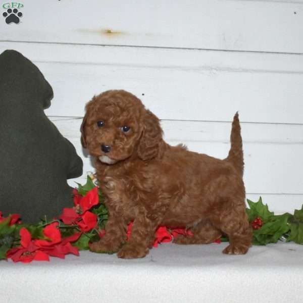 Flannel, Miniature Poodle Puppy