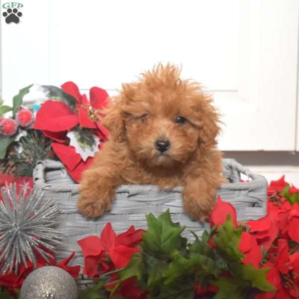 Flannel, Miniature Poodle Mix Puppy