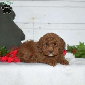 Flannel, Miniature Poodle Puppy