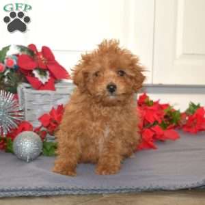 Flannel, Miniature Poodle Mix Puppy