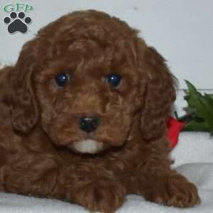 Flannel, Miniature Poodle Puppy