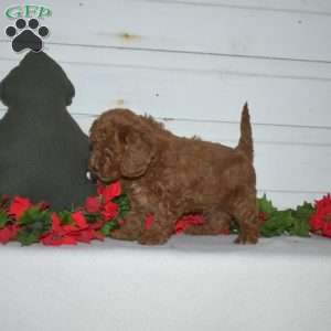 Flannel, Miniature Poodle Puppy