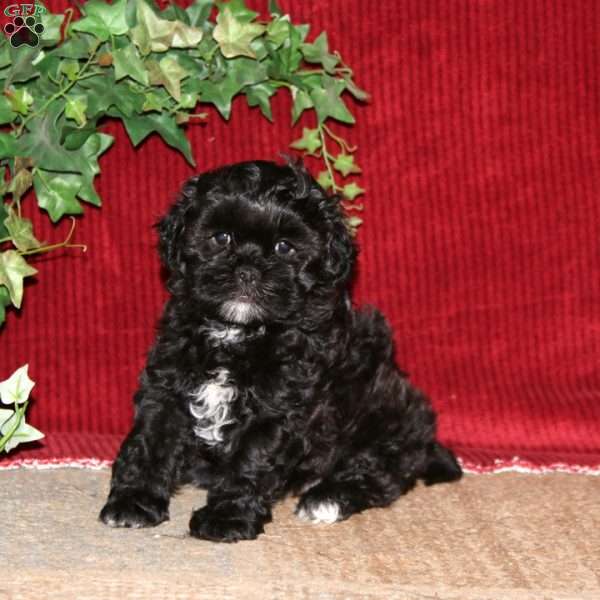 Flash, Shih-Poo Puppy