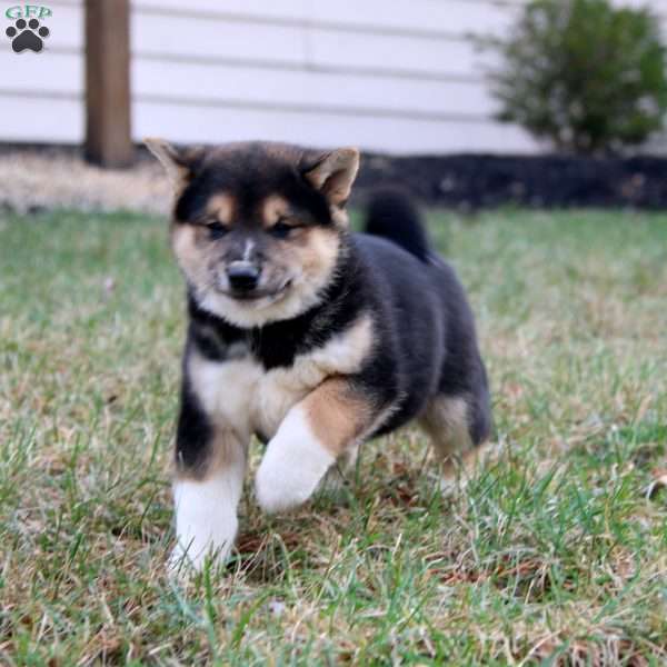 Flash, Shiba Inu Puppy