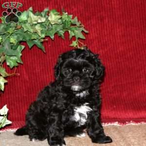 Flash, Shih-Poo Puppy