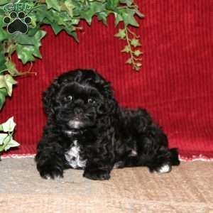 Flash, Shih-Poo Puppy