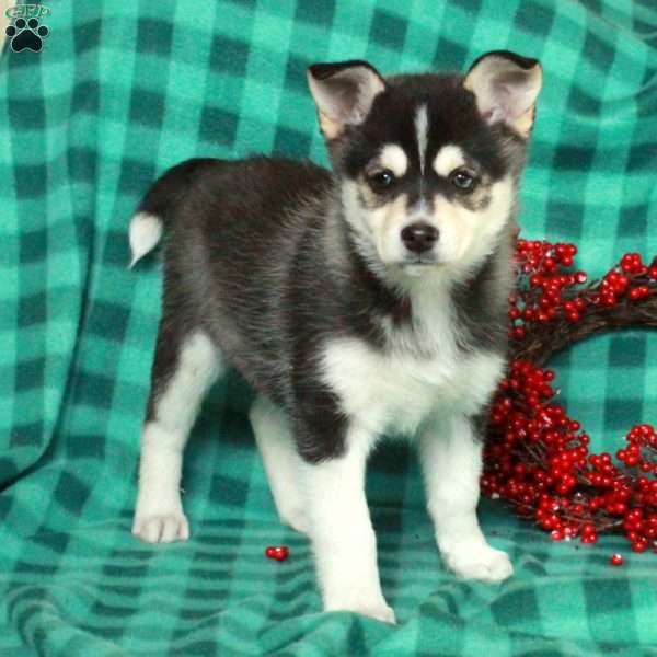 Fletcher, Pomsky Puppy