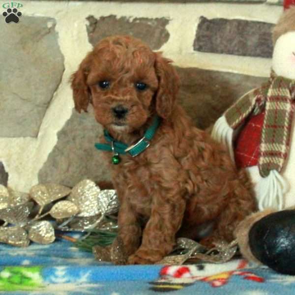 Fletcher, Mini Goldendoodle Puppy