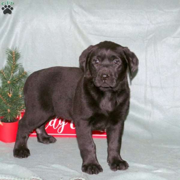 Fletcher, Black Labrador Retriever Puppy