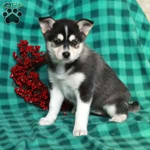 Fletcher, Pomsky Puppy