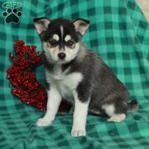 Fletcher, Pomsky Puppy