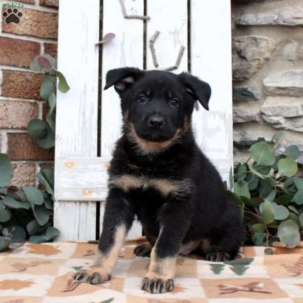 Fletcher, German Shepherd Puppy