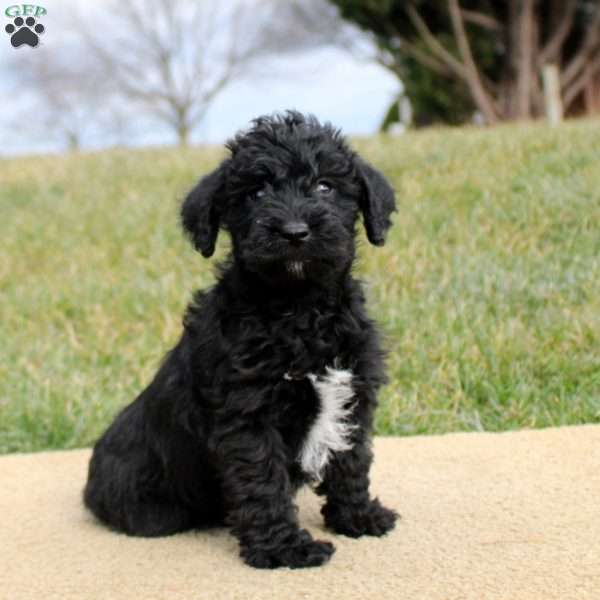 Fletcher, Mini Schnoodle Puppy