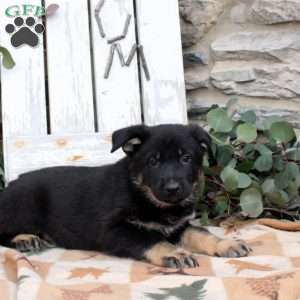 Fletcher, German Shepherd Puppy