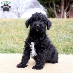 Fletcher, Mini Schnoodle Puppy