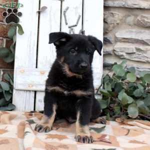 Fletcher, German Shepherd Puppy