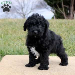 Fletcher, Mini Schnoodle Puppy