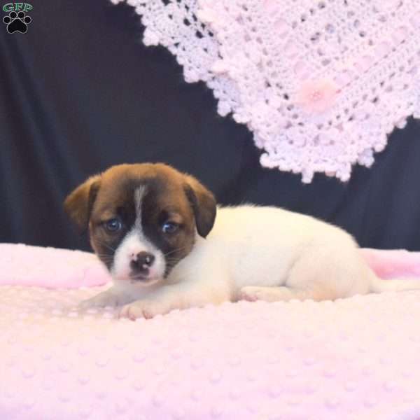 Flora, Jack Russell Terrier Puppy