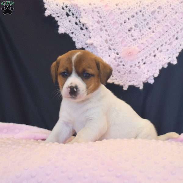 Florinda, Jack Russell Terrier Puppy