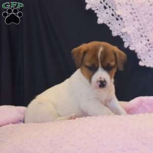 Florinda, Jack Russell Terrier Puppy