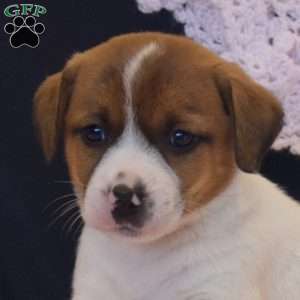 Florinda, Jack Russell Terrier Puppy