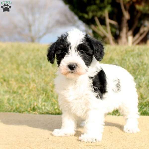 Flossie, Mini Schnoodle Puppy