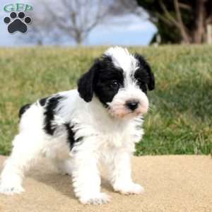 Flossie, Mini Schnoodle Puppy